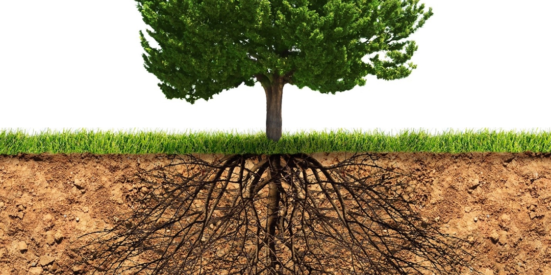 tree and underground roots